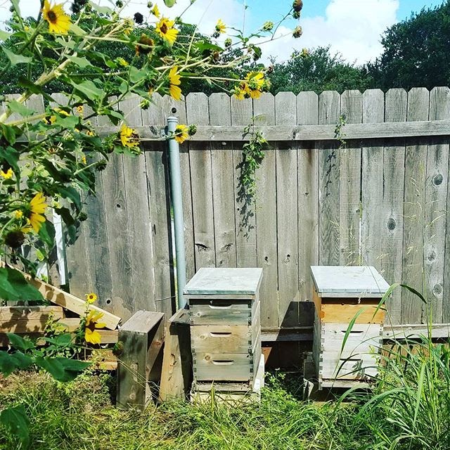 Backyard+apiary+%28beehive%29