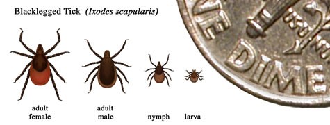 Tick Season is Here